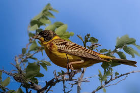 Image result for Emberiza melanocephala