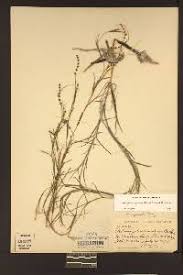 Attēlu rezultāti vaicājumam “Stuckenia filiformis”