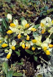 Attēlu rezultāti vaicājumam “Polygala comosa flower”