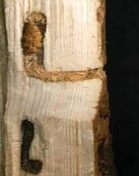 Attēlu rezultāti vaicājumam “Tetropium fuscum”