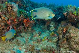 Image result for Black Country Barracudas Sub Aqua Club