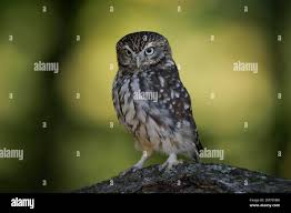 Attēlu rezultāti vaicājumam “Glaucidium passerinum adult”