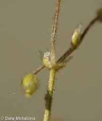 Attēlu rezultāti vaicājumam “Cerastium semidecandrum bud”