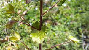 Attēlu rezultāti vaicājumam “Veronica persica leaf”