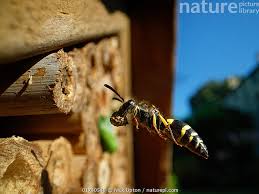 Attēlu rezultāti vaicājumam “Ancistrocerus sp.”