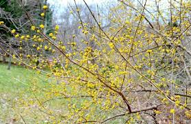 Attēlu rezultāti vaicājumam “Cornus mas flower”