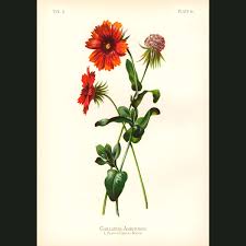 Image result for Gaillardia amblyodon
