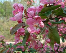 Attēlu rezultāti vaicājumam “Malus purpurea flower”