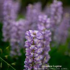 Image result for Lupinus polyphyllus Lindl.
