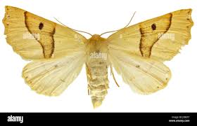 Attēlu rezultāti vaicājumam “Crocallis elinguaria imago”