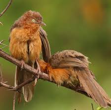 Attēlu rezultāti vaicājumam “Cribraria rubiginosa”