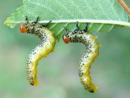 Attēlu rezultāti vaicājumam “Argidae larva”