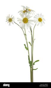 Attēlu rezultāti vaicājumam “Leucanthemum vulgare”