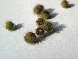 Attēlu rezultāti vaicājumam “Galium odoratum bud”