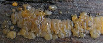 Attēlu rezultāti vaicājumam “Exidia cartilaginea”