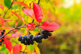 Attēlu rezultāti vaicājumam “Aronia melanocarpa fruit”