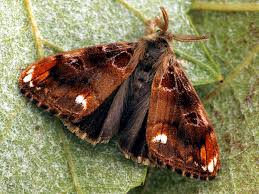 Attēlu rezultāti vaicājumam “Gynaephora selenitica larva”