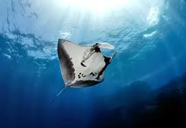 Image result for Mobula birostris