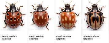 Attēlu rezultāti vaicājumam “Anatis ocellata”