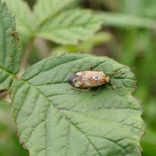 Attēlu rezultāti vaicājumam “Lygus pratensis nymph”