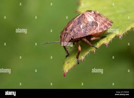 Attēlu rezultāti vaicājumam “Eurygaster testudinaria”