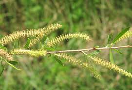 Attēlu rezultāti vaicājumam “Salix triandra male flower”