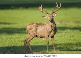 Attēlu rezultāti vaicājumam “Cervus elaphus”