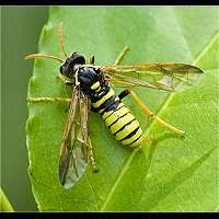 Attēlu rezultāti vaicājumam “Tenthredo scrophulariae exuvia”