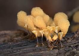 Attēlu rezultāti vaicājumam “Phleogena faginea young”