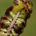 Attēlu rezultāti vaicājumam “Trifolium spadiceum fruit”