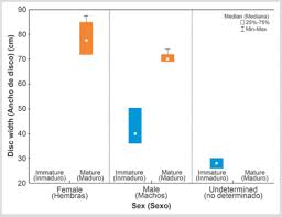 Image result for Styracura pacifica