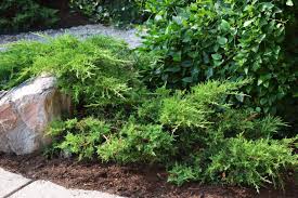 Attēlu rezultāti vaicājumam “Juniperus chinensis”