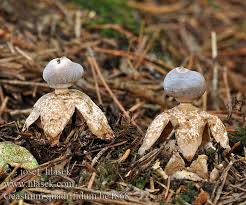 Attēlu rezultāti vaicājumam “Geastrum quadrifidum”