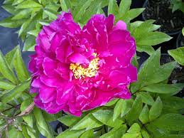 Attēlu rezultāti vaicājumam “Paeonia lactiflora”