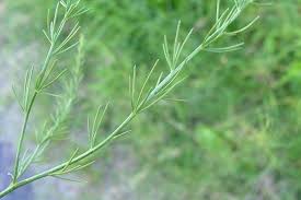 Attēlu rezultāti vaicājumam “Asparagus officinalis”