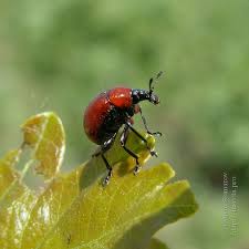 Attēlu rezultāti vaicājumam “Attelabus nitens”