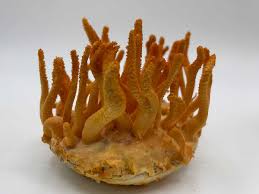 Attēlu rezultāti vaicājumam “Cordyceps militaris”