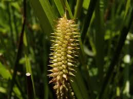 Attēlu rezultāti vaicājumam “Carex pseudocyperus male flower”