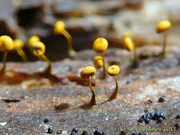 Attēlu rezultāti vaicājumam “Physarum viride”