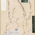 Attēlu rezultāti vaicājumam “Najas major”