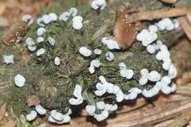 Attēlu rezultāti vaicājumam “Badhamia affinis spores”