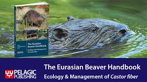 Attēlu rezultāti vaicājumam “Castor fiber”