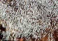 Attēlu rezultāti vaicājumam “Mucronella calva”