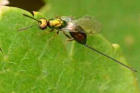 Attēlu rezultāti vaicājumam “Torymidae”