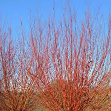 Attēlu rezultāti vaicājumam “Salix alba var. vitellina”