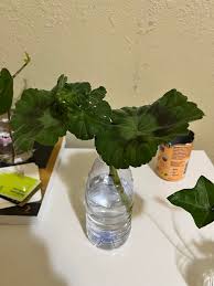 Attēlu rezultāti vaicājumam “Geranium bohemicum bud”