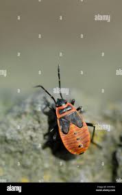 Attēlu rezultāti vaicājumam “Pyrrhocoris apterus nymph”