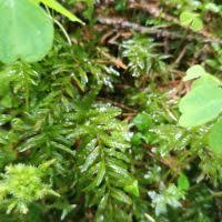 Attēlu rezultāti vaicājumam “Plagiomnium elatum”