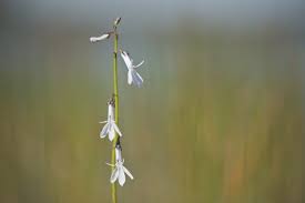 Attēlu rezultāti vaicājumam “Lobelia dortmanna flower”