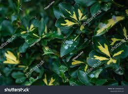 Attēlu rezultāti vaicājumam “Sawadaea tulasnei”